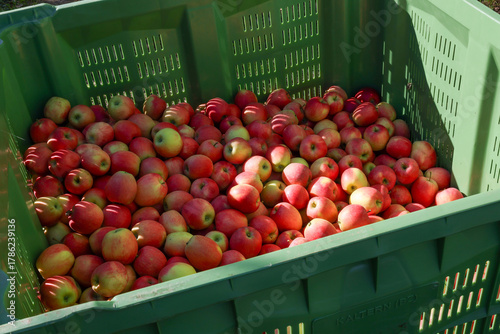 Apfelernte Südtirol, viele frische Äpfel nach der Ernte in einer Kiste