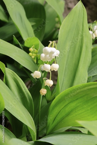 Lily of the valley (Convallaria majalis) in bloom, Elllerstadt, Germany