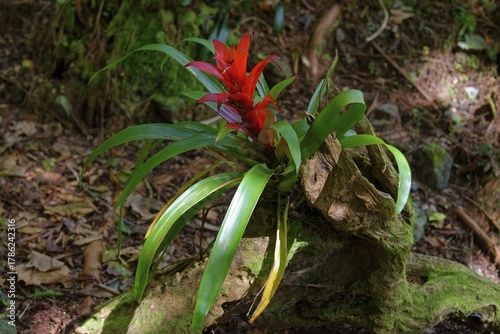 Scarlet Star lingulata, the droophead tufted air plant or scarlet star with red flowers, growing from an old, moss-covered log in the rainforest, Grena Park, Furnas, George Hayes, Lagoa das Furnas, Sao Miguel Island, Azores, Portugal