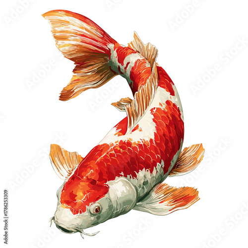 Vector illustration of a koi carp isolated on a white background