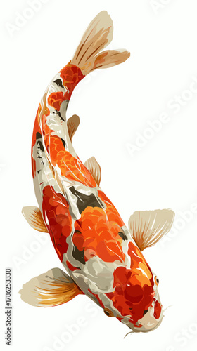 Vector illustration of a koi carp isolated on a white background