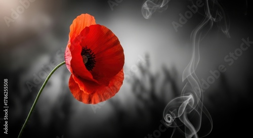 A single red poppy flower with smoke in the background, symbolizing remembrance and loss
