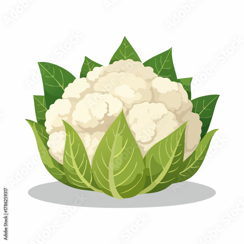 A creamy white cauliflower head, its textured florets perfectly formed, stands upright and proud.
