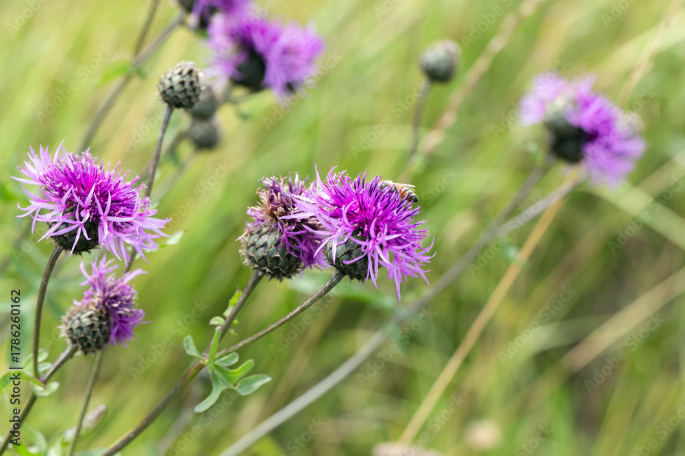 Fototapeta premium Centaurea scabiosa or greater knapweed. Bright purple blossoms