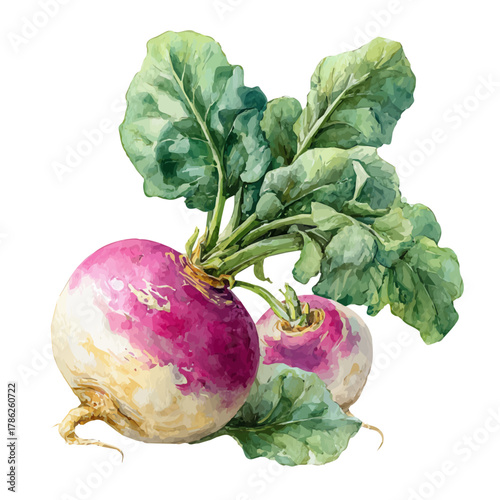Turnip, natural isometric watercolor artwork, elegant hand-painted vector design on a white background.