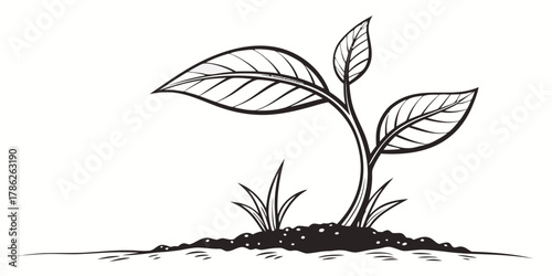 Christmas vector illustration of a young plant with three leaves growing from soil in black and white sketch style