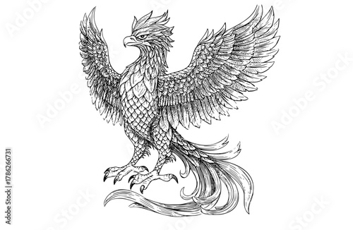 a detailed drawing of a majestic phoenix bird, showcasing its wings spread widebird, claw, drawing, eagle, illustration, sketch, spread, symbol, tail, wing 