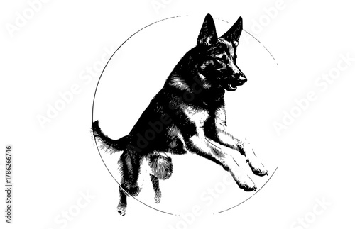 a black and white engraving style illustration of a german shepherd dog jumping in a circleblack, circle, dog, german shepherd, husky, image, jump, oval, photo, sheepdog, shepherd, white 