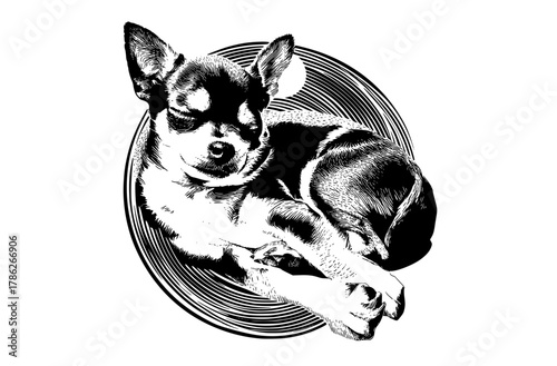 a black and white illustration of a chihuahua sleeping in a circular frameCD, black, chihuahua, circle, curl, dog, floor, lay, paw, plate, sleep, white 