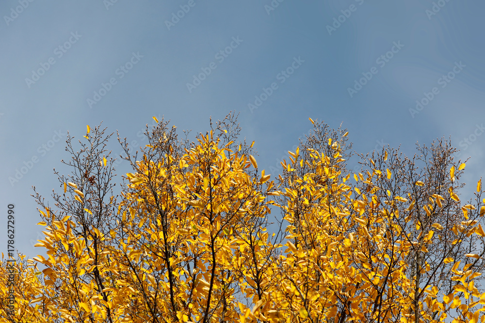Fototapeta premium Trees with yellow leaves, blue sky, bright, minimalist aesthetic, natural beauty, copyspace.