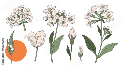 Elegant collection of hand-drawn botanical illustrations featuring delicate white and pink spring flowers, buds, and stems in a vintage line art style.