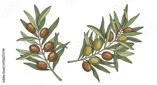 Detailed vintage-style illustration of two olive tree branches with ripe green and brown olives and lush leaves, isolated on a clean white background.