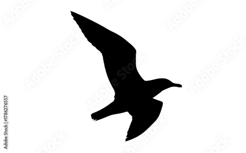 a black silhouette of a seagull flying against a transparent backgroundbird, black, fly, gull, profile, sky 