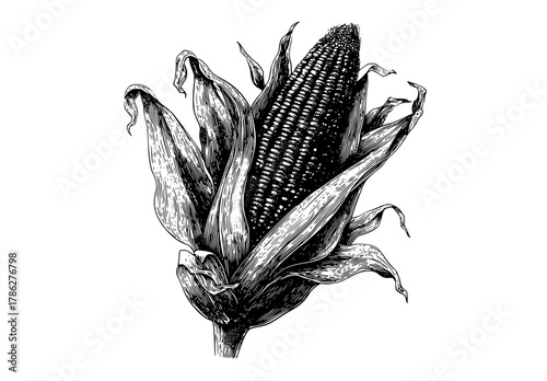 a detailed engraving of an ear of cornblack, cob, corn, draw, drawing, ear, illustration, ink, stem, white 
