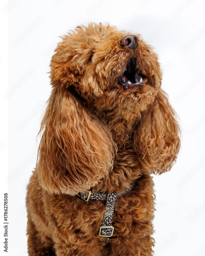 Fototapeta premium Red Miniature poodle. Portrait on white background.