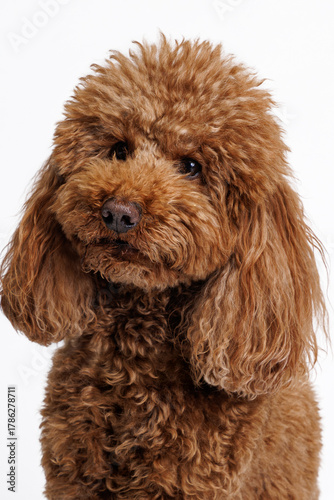 Red Miniature poodle. Portrait on white background