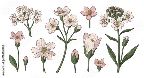 Beautiful collection of vintage-style botanical illustrations of delicate pink and white wildflowers, including blossoms, buds, and stems, isolated on a clean white background.