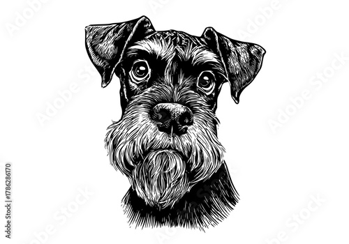 a black and white drawing of a dog's head, featuring a detailed, hand-drawn stylebeagle, black, dog, head, illustration, portrait, schnauzer 