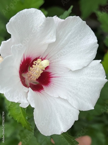 white rose of sharon