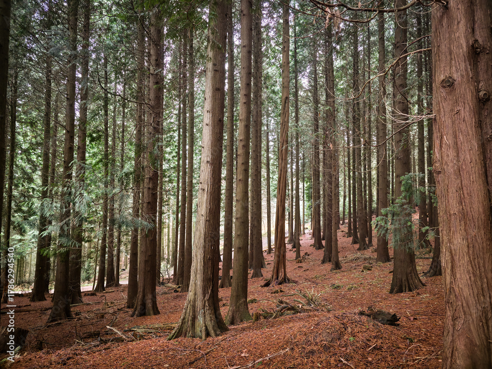 Obraz premium Dense cluster of tall coniferous trees in a quiet, autumnal woodland area, Burgholz nature reserve near 42349 Wuppertal, Germany