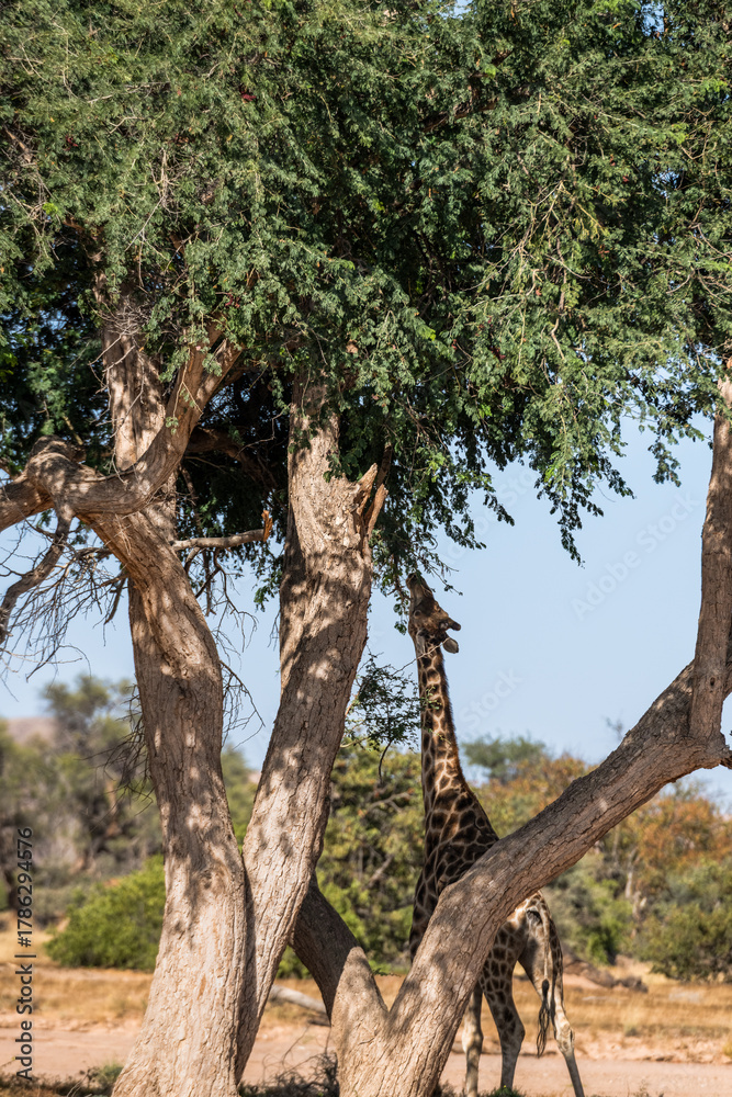 Obraz premium Die Tiere des Damaralandes