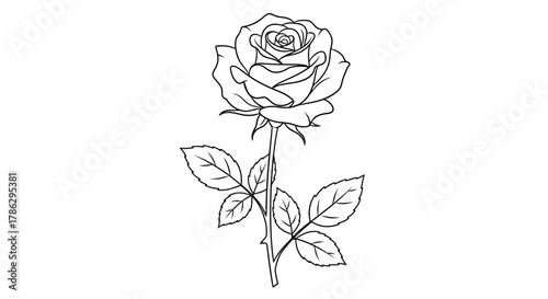 Elegant Rose Line Art Illustration for Creative Projects and Designs minimum 56 characters maximum