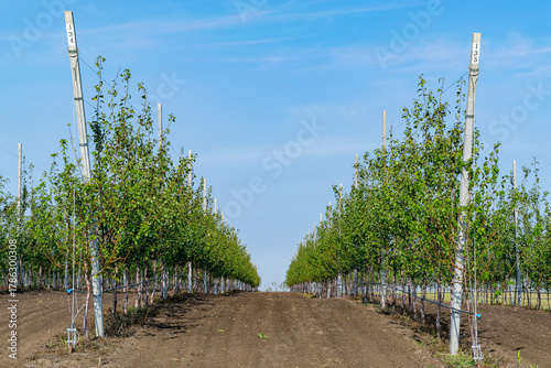 Apple orchard. Drip irrigation orchard planting. Well-maintained orchard