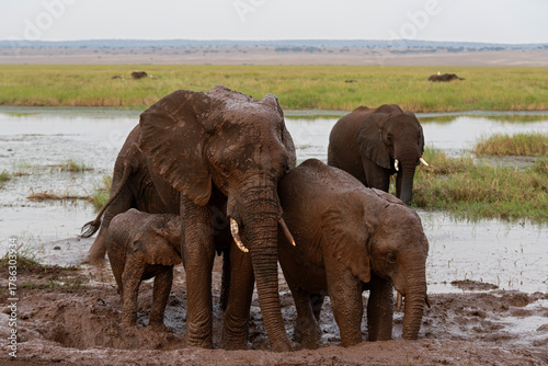 african savanna elephants or loxodonta africana in mud at waterhole within tarangire national park tanzania