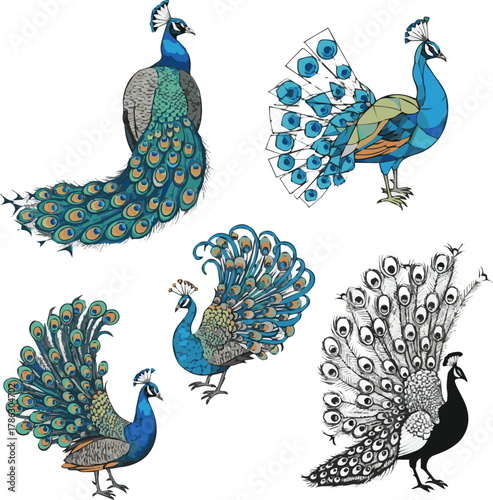  kinds of different peacocks vector art with white background