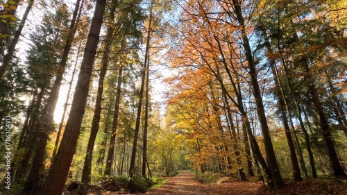 Sunny Colorful Forest During Fall Season