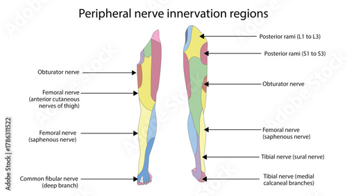 Peripheral nerve innervation regions
Peripheral nerve innervation refers to the specific areas of the body (muscles and skin) supplied by individual peripheral nerves. Each nerve carries motor fibers 