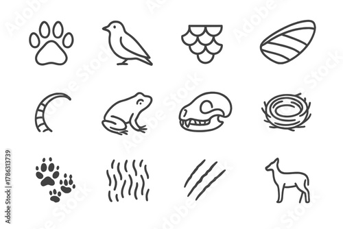 Icon icons mammal print animal bird reptile tail amphibian biology pattern vector
