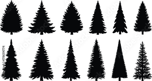 Set of pine tree and fir tree silhouettes isolated on white background, evergreen conifer forest design elements, nature illustration