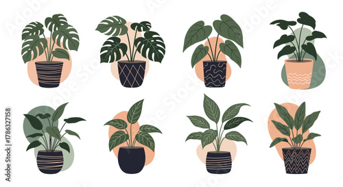 Collection of various potted houseplants, including monstera and other leafy plants, arranged against abstract colorful shapes, adding a touch of greenery.