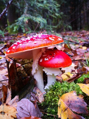 Fliegenpilz behütet 