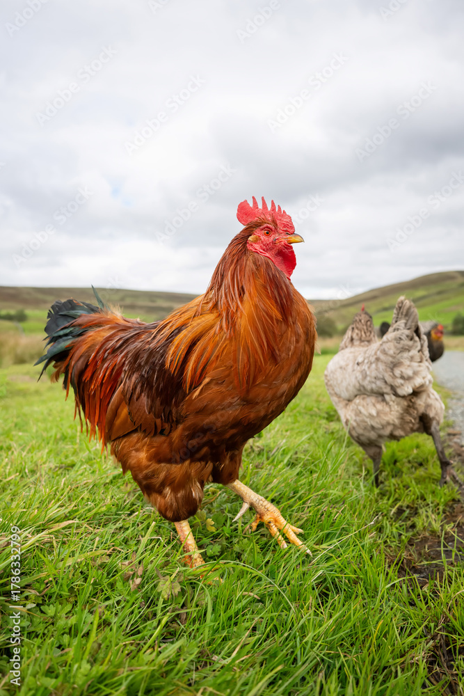 Fototapeta premium rooster in the grass side view