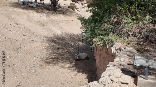 An Arabian Oryx rests peacefully in the shaded hollow of a hillside ditch, surrounded by warm desert terrain.