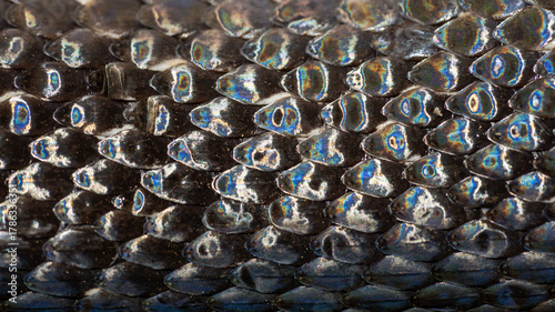 Macro scaly snake skin. Snake scale pattern. Black snake scales. Close-up of snakeskin scales. Exotic reptilian pattern. Leathery snake texture. Snakes scales detailed reptilian texture.