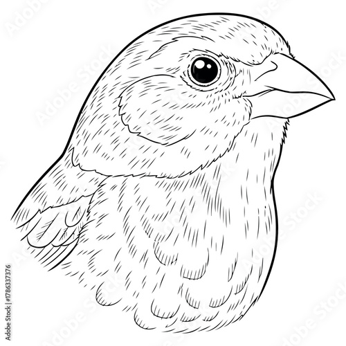 Yellow rumped warbler illustration with natural background elements