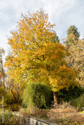 Montpellier maple or Acer Monspessulanum plant in Saint Gallen in Switzerland 29.10.2025