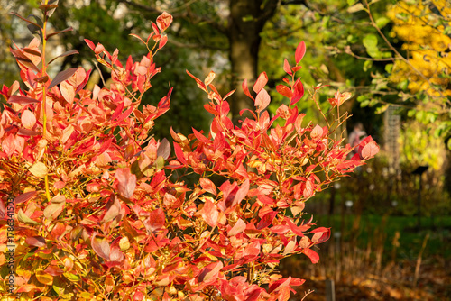Blue huckleberry or Vaccinium Corymbosum Bluecrop plant in Saint Gallen in Switzerland 29.10.2025