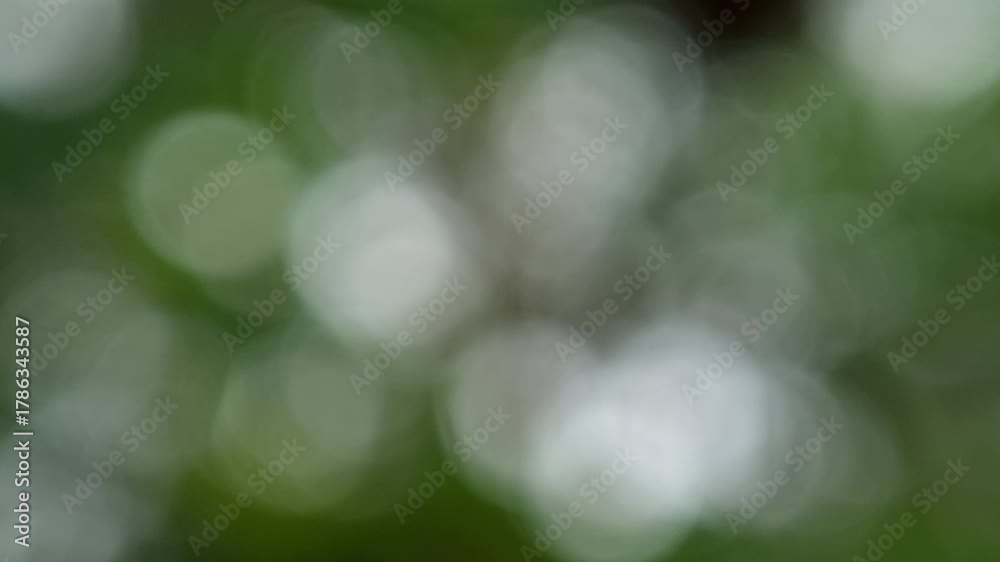 Seamless loop beautiful blurry green nature bokeh background. Sunlight shining through the leaves of trees, Natural blurred background. sunshine through green bokeh of fresh foliage. 4k video