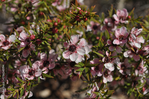 Leptospermum scoparium, also known as Manuka or tea tree,  in flower