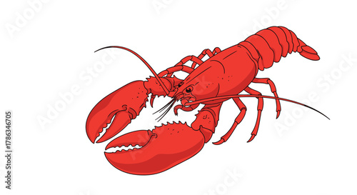 Vivid red lobster, a popular marine crustacean and gourmet seafood delicacy, often featured in fine dining and culinary preparations.