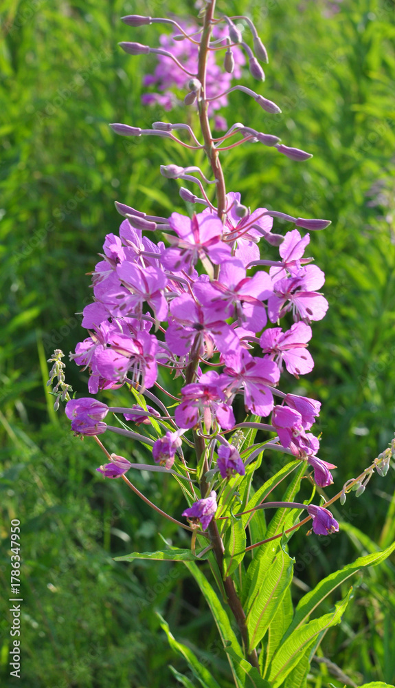Naklejka premium Epilobium angustifolium blooms in nature in summer