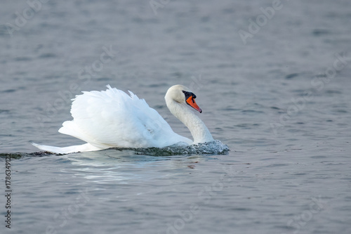 Elegant mute swan gliding across tranquil water on a lake