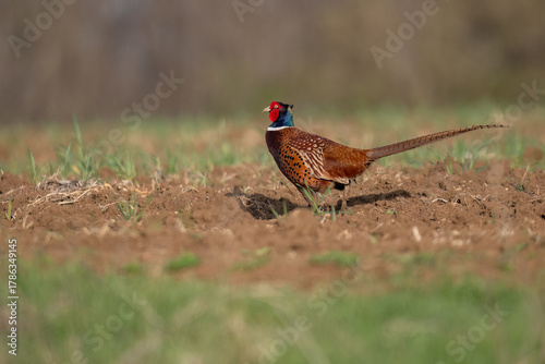 Male pheasant in natural habitat, walking across a field in the sunlight
