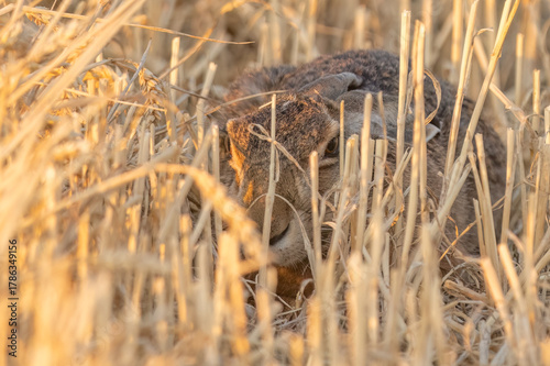 A wild hare hides in a field of golden wheat stubble at sunset