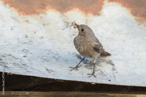 Black redstart bird with insect prey on a metal roof