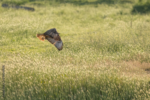 Long-legged buzzard soaring over a field of tall, sunlit grass in flight